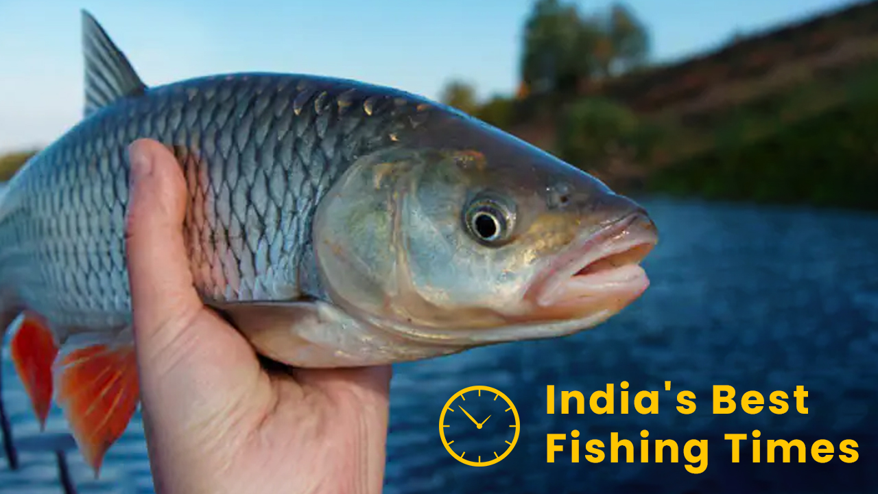 Hooked on Adventure: India's Best Fishing Times in 2023